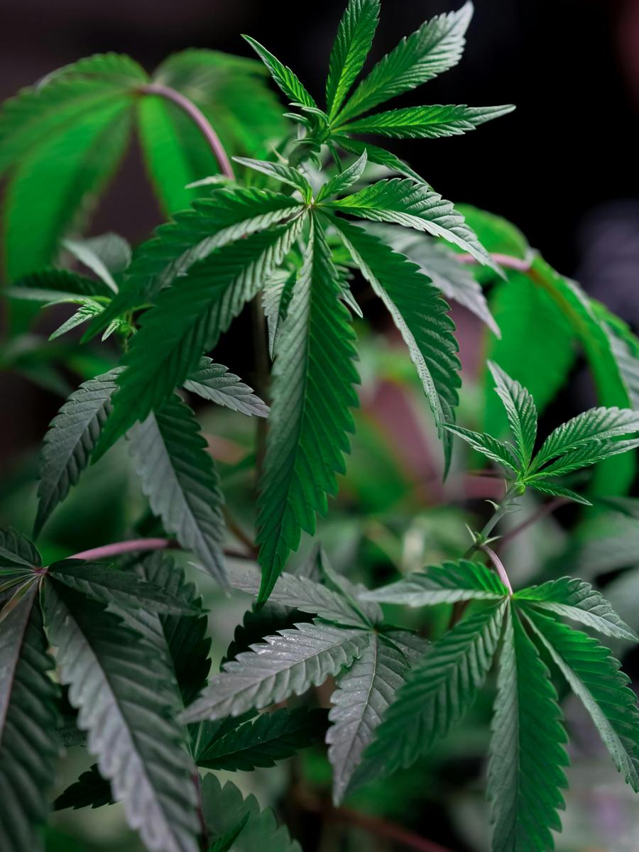 Weed Control