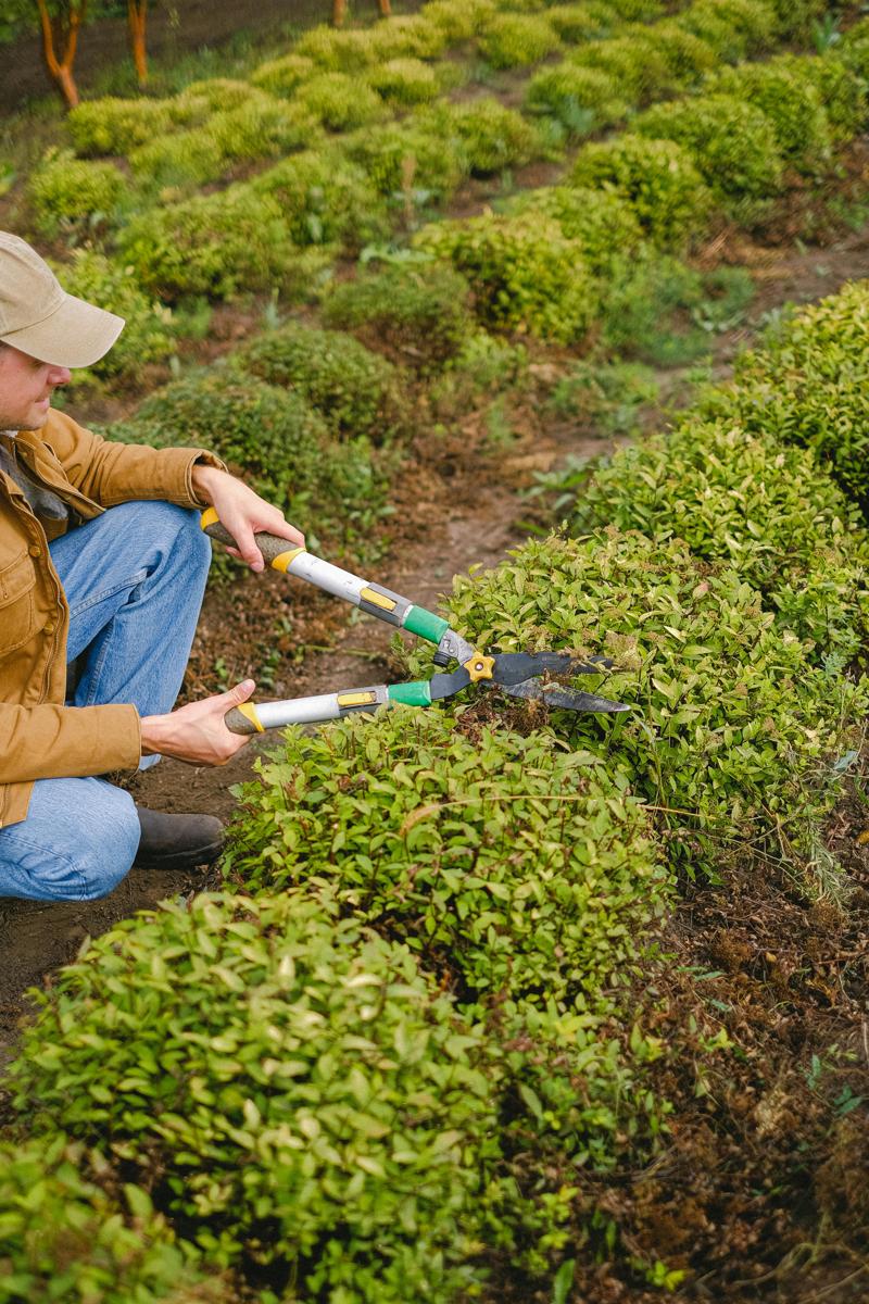 garden maintenance